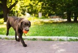 Как выгуливать собак в Вологде и не попасть под санкции