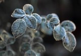 Как реанимировать растения после майских заморозков?