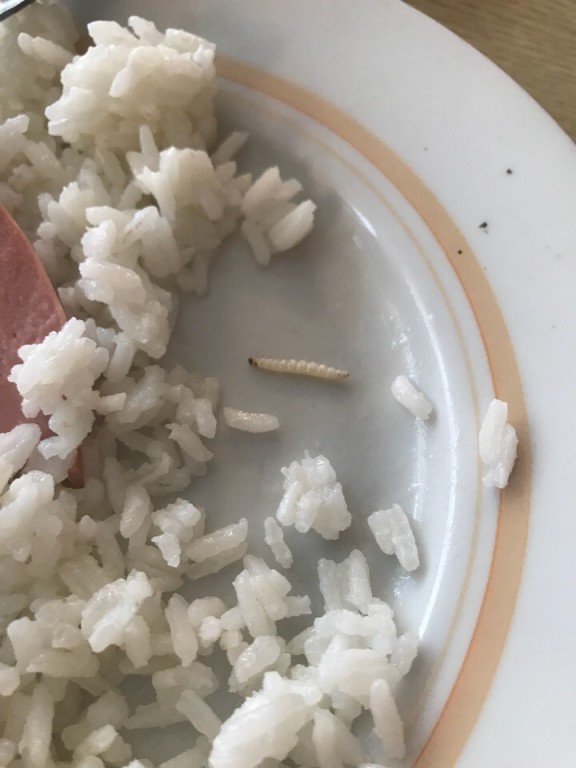 Рис с гусеницей - обычный обед вологодского студента (ФОТО)