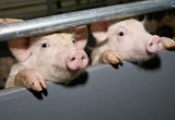 В Вологодском регионе ликвидирована вирусная болезнь свиней — АЧС