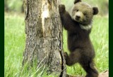 Популяция бурых медведей в лесах Вологодчины возросла