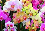 Музей орхидей появится в Вологде