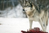 Огромный волк «терроризировал» жителей Красавино, расхаживая по улицам города