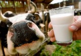 Минсельхоз: роста цен на молоко не будет. Можно ли верить чиновникам?