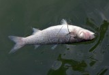 Вологодские браконьеры попались на массовом убийстве рыбы током