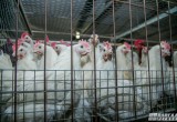 Вологодскую область проверят на наличие опасного куриного мяса