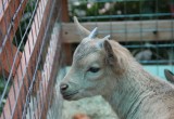 Двое карликовых козлят появились в Ботаническом саду в Вологде 