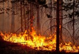 МЧС выясняет, каким населенным пунктам этим летом грозят лесные пожары