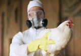 Череповецкому району и Череповцу угрожает птичий грипп