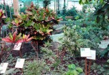В мае 2018 года в Вологде на базе ботанического сада откроется музей орхидей