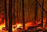 На Вологодчине потушили первый лесной пожар