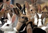 За 6 украденных кроликов вологжанину грозит 5 лет тюрьмы