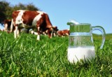 В Харовском районе впервые отметят «День молока»