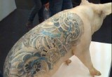 Зоозащитники в шоке: животным нужно будет делать татуировки