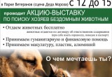 В Вологде в воскресенье пройдет выставка бездомных животных