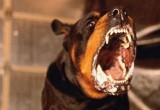 Случай бешенства у собаки произошел в Вологодской области, объявлен карантин