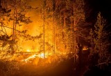 В Вологодской области стало в 10 раз меньше лесных пожаров