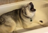 Застрявшую в ванной собаку пришлось вызволять спасателям