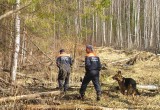 Спасатели разыскали 84-летнего пенсионера, заблудившегося в лесу