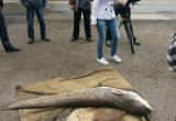 Сома весом в 47 килограммов поймал шекснинский рыбак (ФОТО)