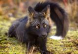 В Тотьме появится памятник черной лисице