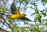 Птицы в Вологодском музее-заповеднике обрели новые голоса