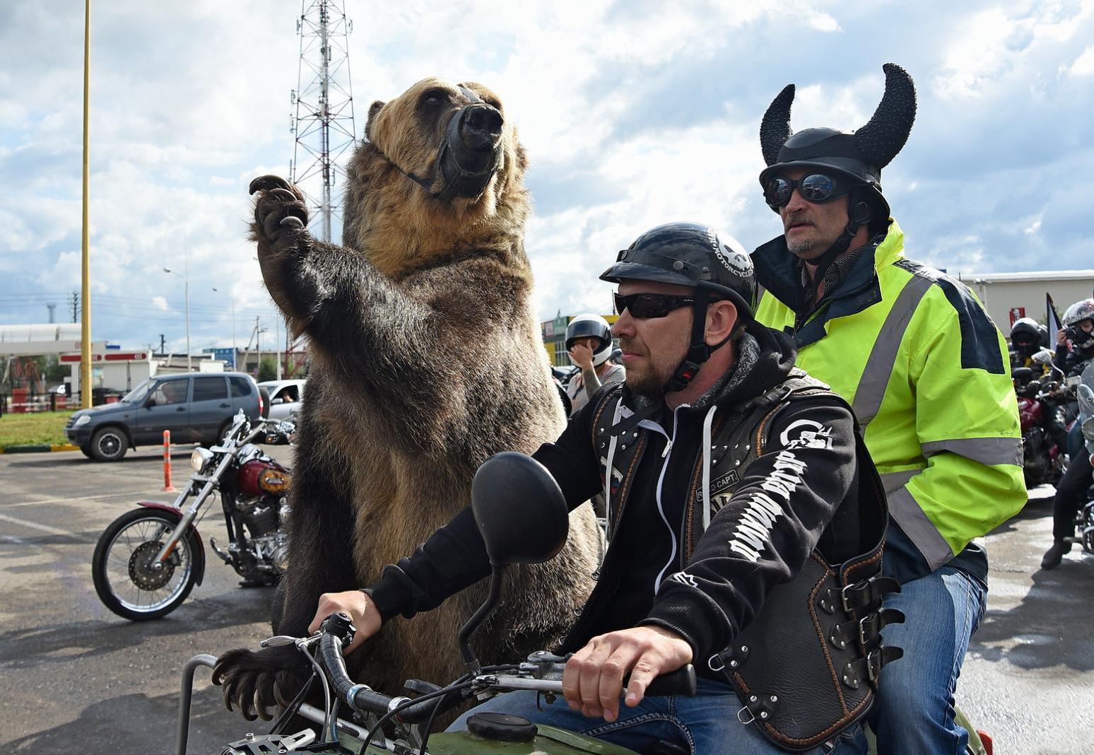 По Вологде на мотоцикле промчался добрый медведь Тим