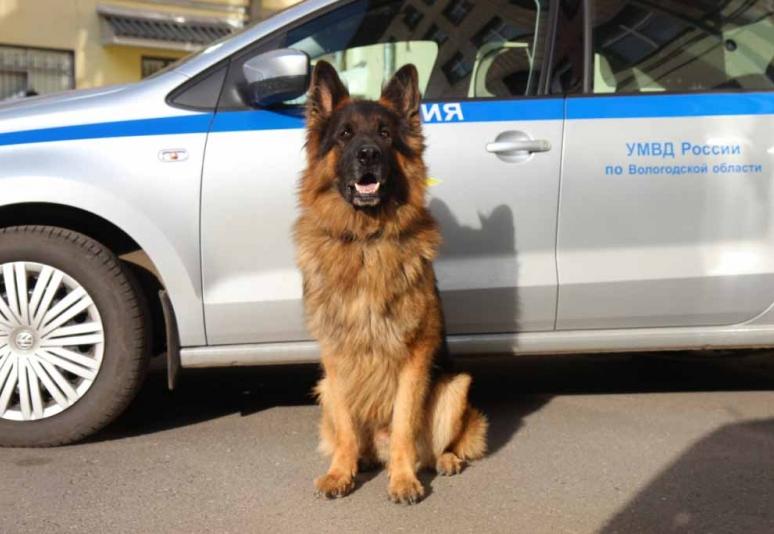 Служебная собака помогла вернуть вологжанке 40 тысяч рублей