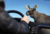 В Чагоде председатель охотничьего общества незаконно разрешала отстрел лосей