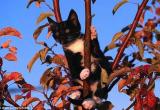 Два дня провел на дереве череповецкий кот