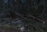 220 кубометров древесины вырубили черные лесорубы в Устюженском районе (ФОТО)