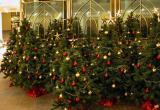 60 тысяч елок готовы украсить дома в Новый год