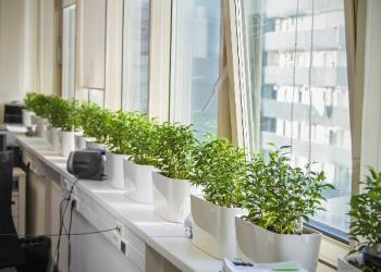 Как не погубить или оживить растения в офисе после новогодних праздников