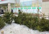 Продавца елок оштрафовали в Вологде за торговлю на территории парковки