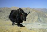 Тибетский як получил прописку в вологодском мини-зоопарке