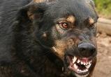 В Шекснинском районе участковый застрелил беспризорного агрессивного пса