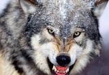 Волк-убийца не ушел от облавы в Вожегодском районе 