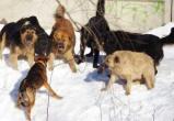 Бездомные агрессивные псы держат в страхе жителей Вологды(ВИДЕО)