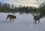 Стаю волков ликвидировали в Вологодской области 