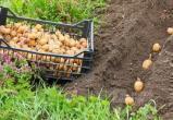 Депутаты выступили с инициативой внести изменения в законодательство, чтобы граждане могли использовать на личном огороде для посадки свой картофель и свои семена 