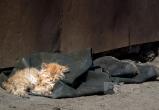Череповецкие зоозащитники требуют открывать подвалы зимой для бездомных котов 