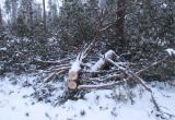 Чёрный лесоруб украл леса на 320 тысяч рублей (ФОТО) 