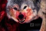 Очередной бешеный волк убит на границе Вологодской области