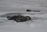 Тело пропавшего рыбака обнаружено в Вологодской области 