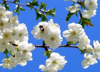 Яблоня весной: правильный уход и обрезка