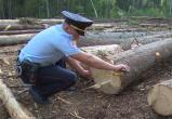 За воровство леса вологжанин заплатит миллион рублей