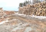 "Черные лесорубы" в Вологодской области украли леса на 143 миллиона рублей (ФОТО) 