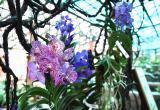 Тысяча видов одних орхидей: единственный в мире цветущий музей открылся в Вологде (ФОТО)