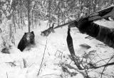 За убийство медведицы с двумя медвежатами поплатится житель Белозерского района