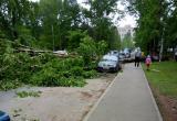 Упавший тополь в Вологде повредил припаркованный «Рено»